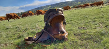 USA-Wyoming-Two Creek Ranch Round Up